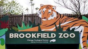 A zoo sign with a tiger illustration and the text "BROOKFIELD ZOO Chicago Zoological Society Inspiring Conservation Leadership". - Staybridge Suites Chicago-Oakbrook Terrace by IHG (Villa Park)