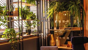 Un rincón interior acogedor con una mesa redonda de madera, dos sillas y diversas plantas en macetas.