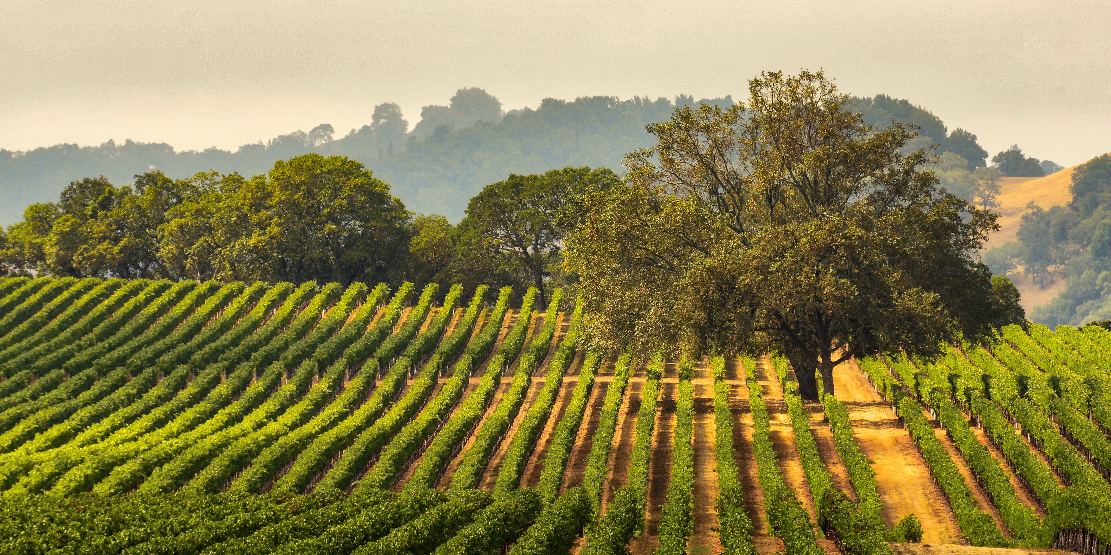 A vineyard with rows of grapevines and a large tree in the center.