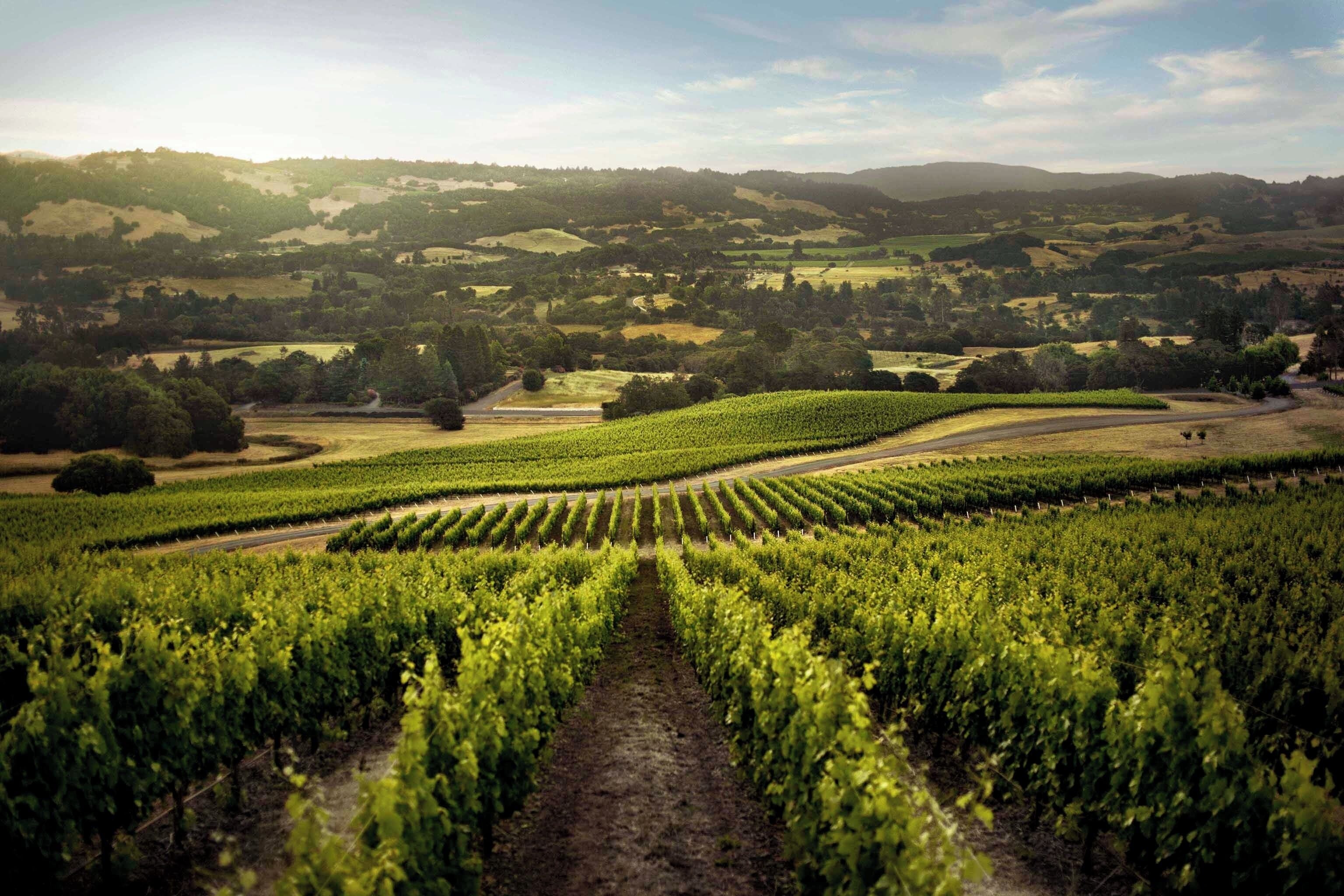 Un vignoble avec des rangées de vignes et une route qui le traverse.