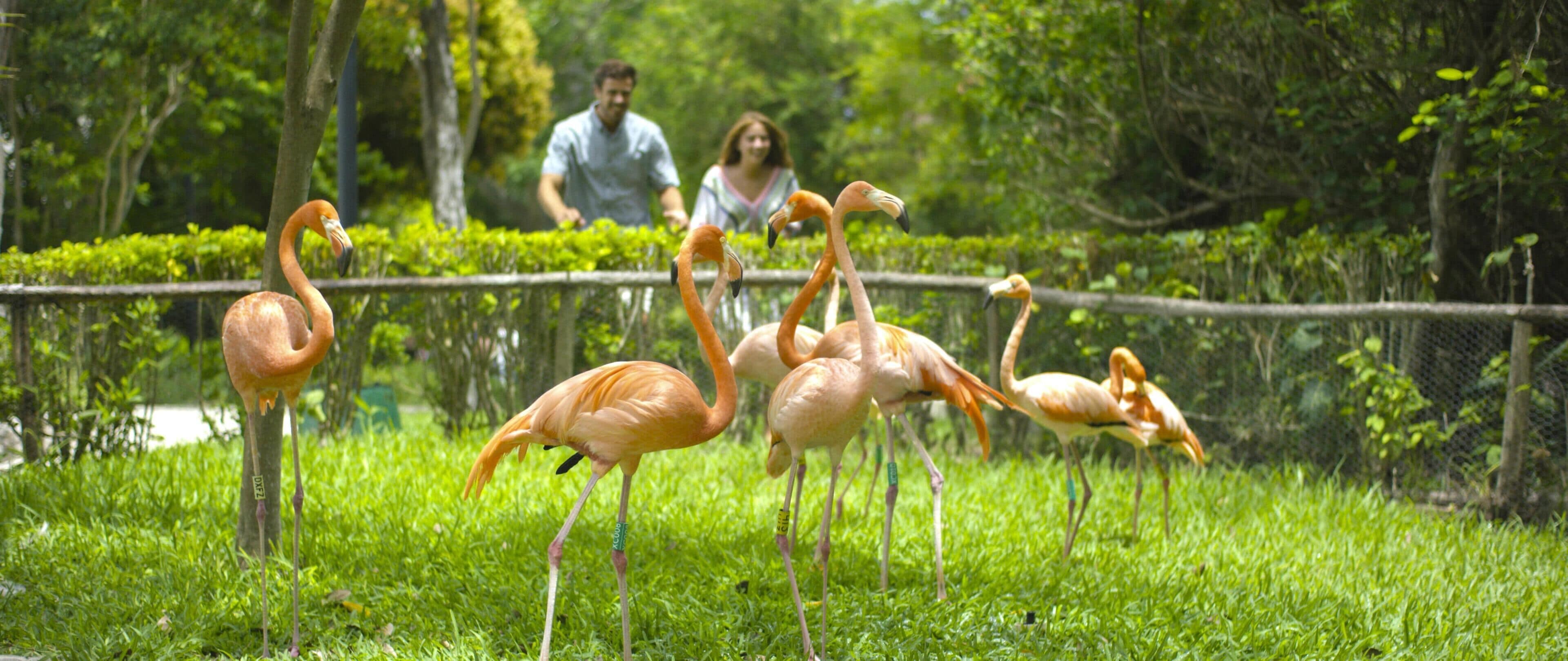 Foto - Occidental at Xcaret Destination - All Inclusive