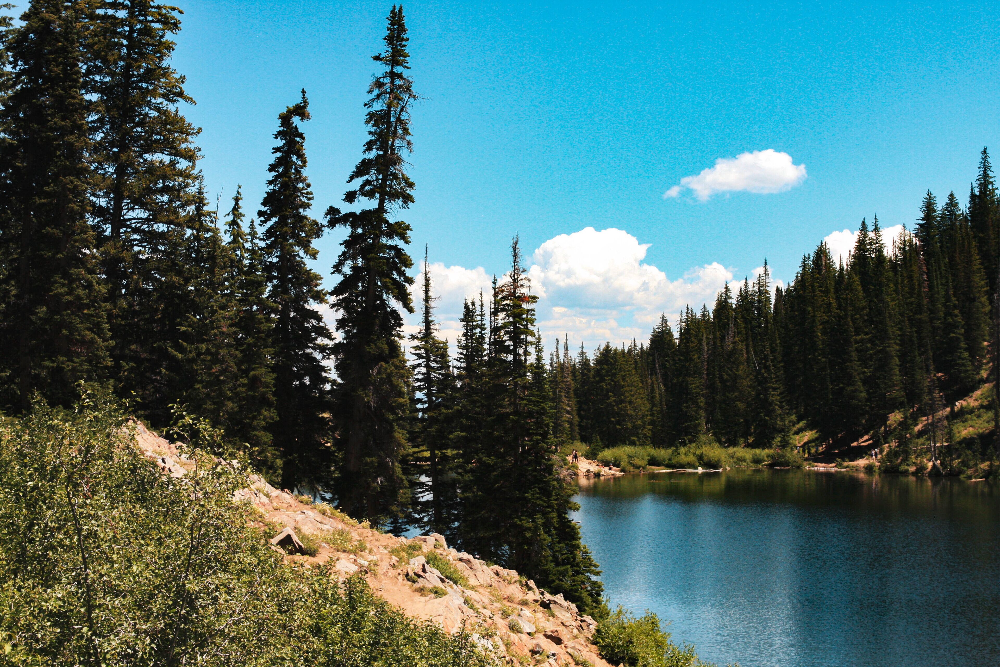 A serene lake surrounded by dense evergreen trees and a clear blue sky.