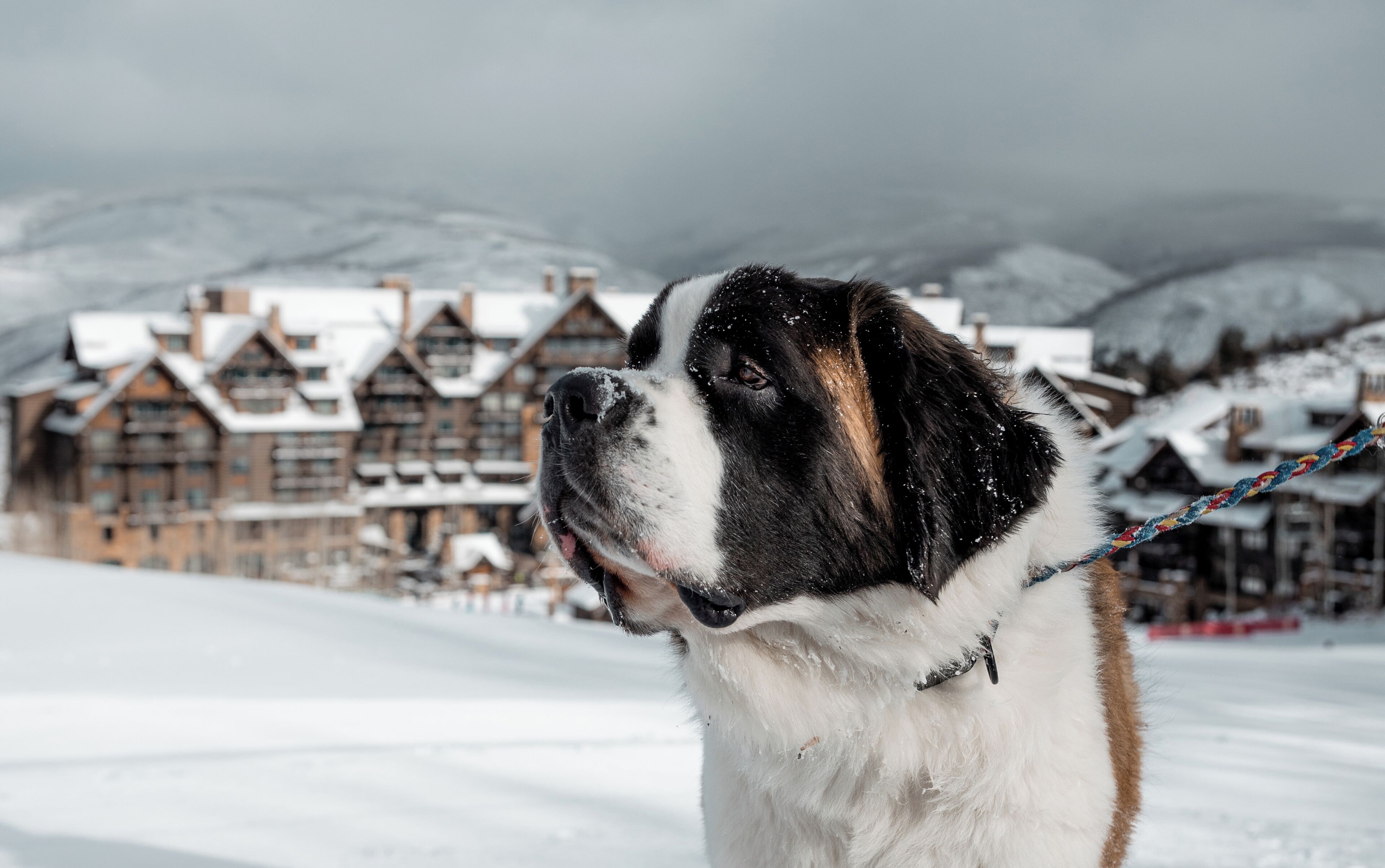 A Saint Bernard dog in a snowy setting with traditional chalet-style buildings in the background.