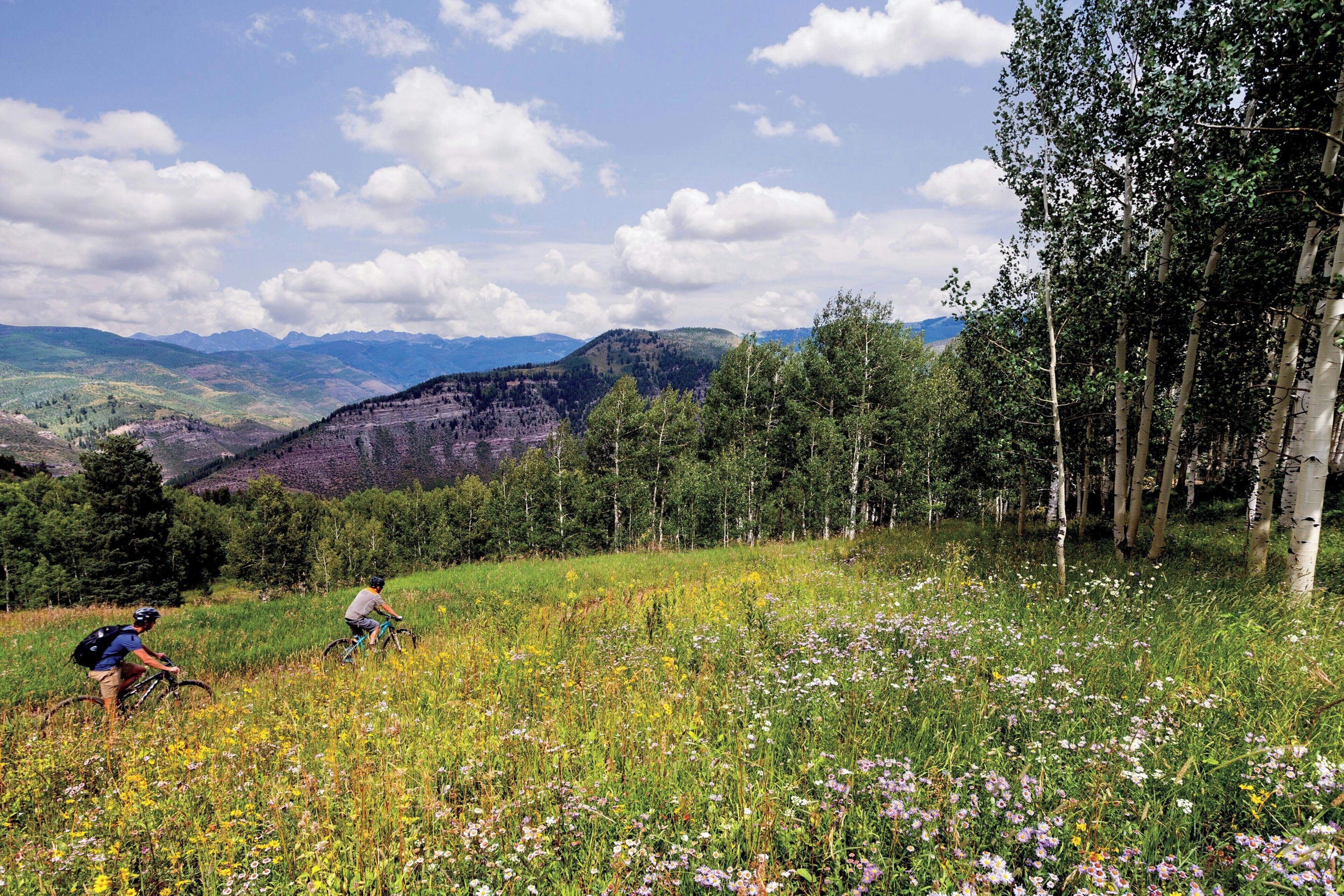 A mountain landscape with two cyclists on a trail, surrounded by wildflowers and birch trees.