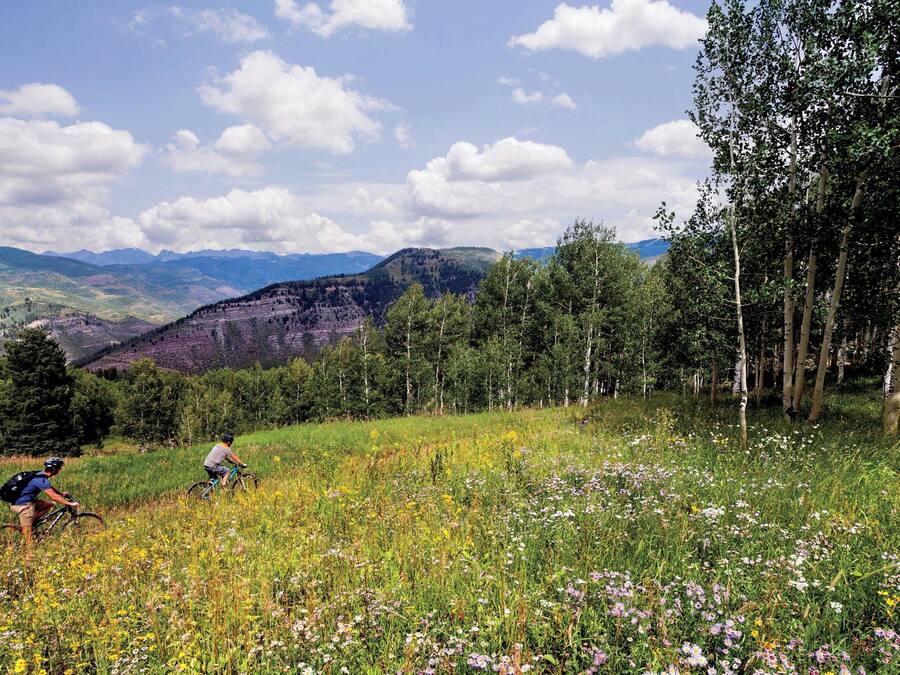 A mountain landscape with two cyclists on a trail, surrounded by wildflowers and birch trees.