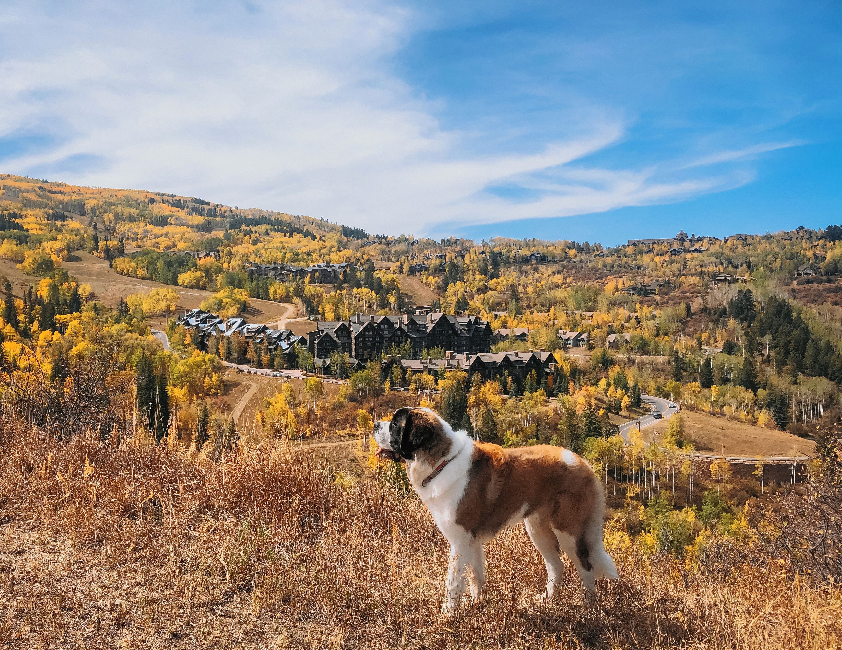 A dog standing on a hill overlooking a resort area with buildings and autumn foliage.
