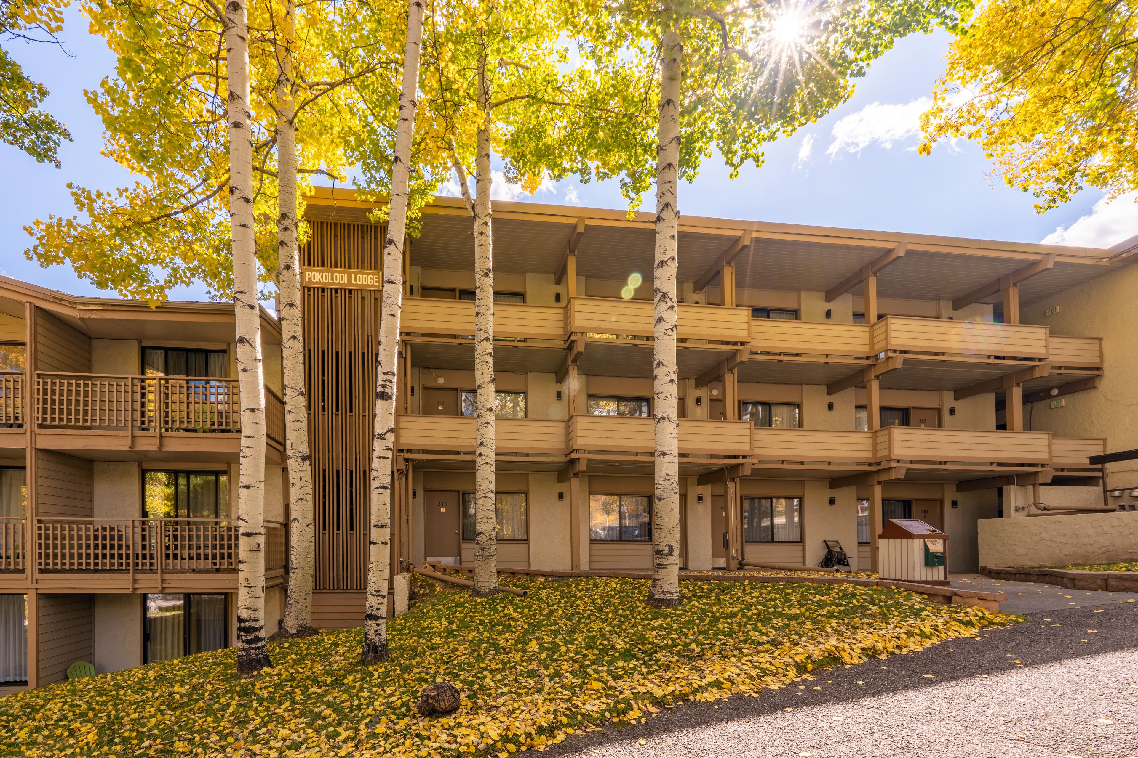 A multi-story building with balconies, surrounded by birch trees and a ground covered with fallen leaves.