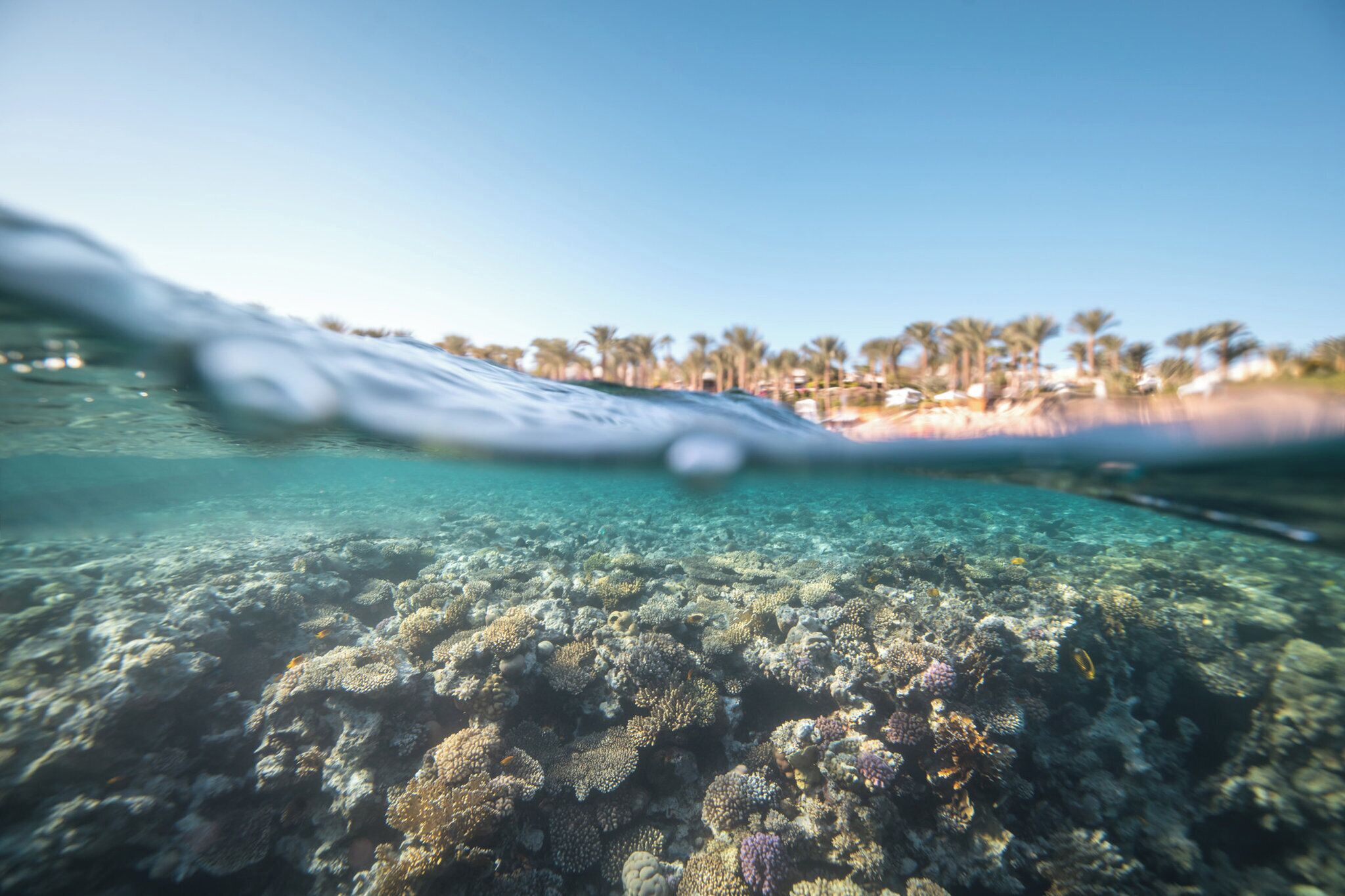 Vista subacuática de un arrecife de coral con agua cristalina y una playa arenosa al fondo.