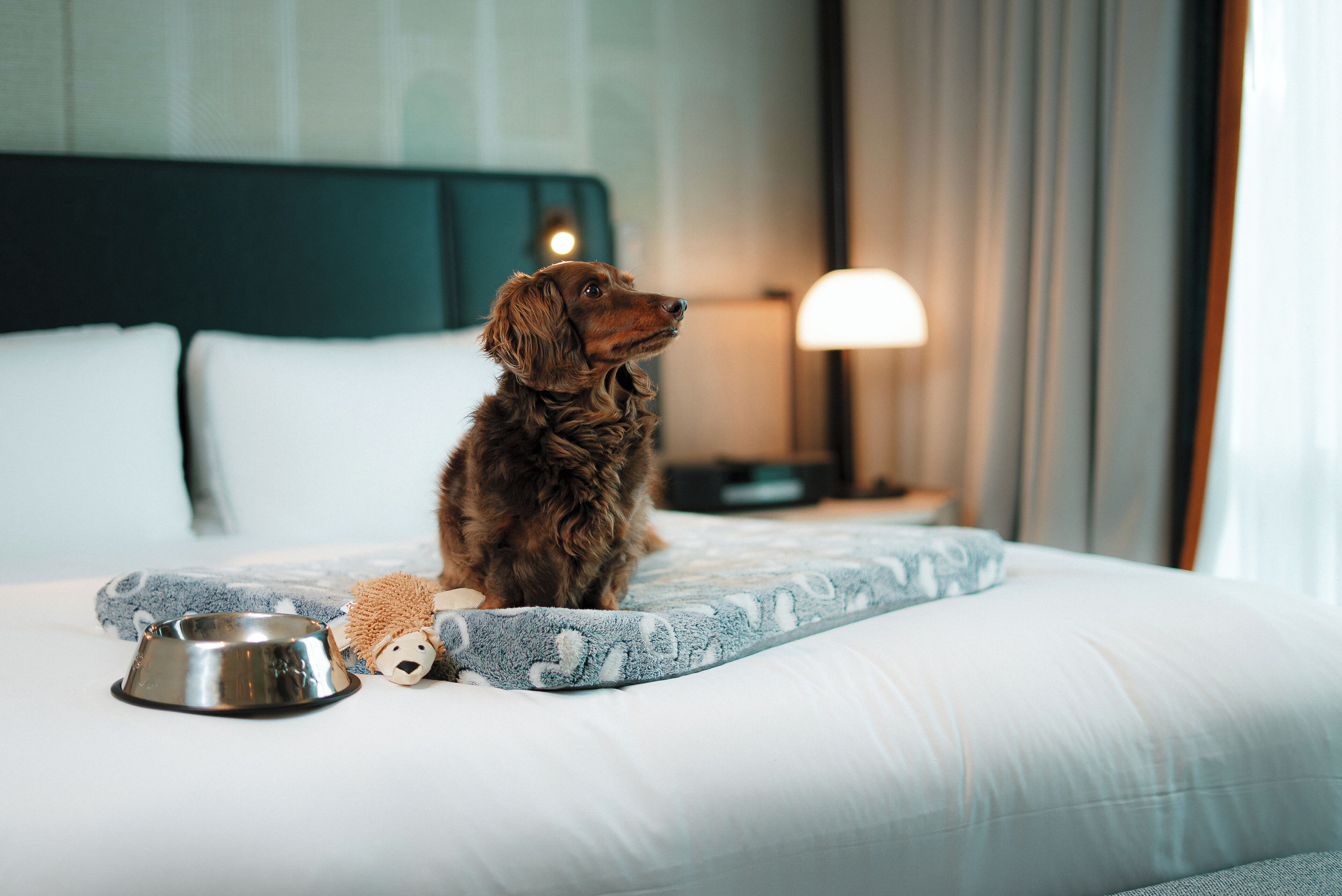 A dog sitting on a bed with a metal bowl and a plush toy.