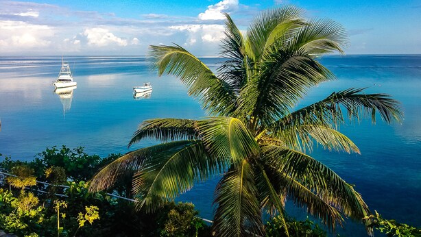 A boat on calm waters with a clear sky and a palm tree in the foreground.
