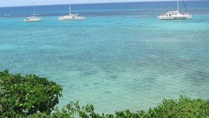 A clear view of the ocean with three sailboats named 'Cool Cool Runnings' and a lush green shoreline in the foreground.