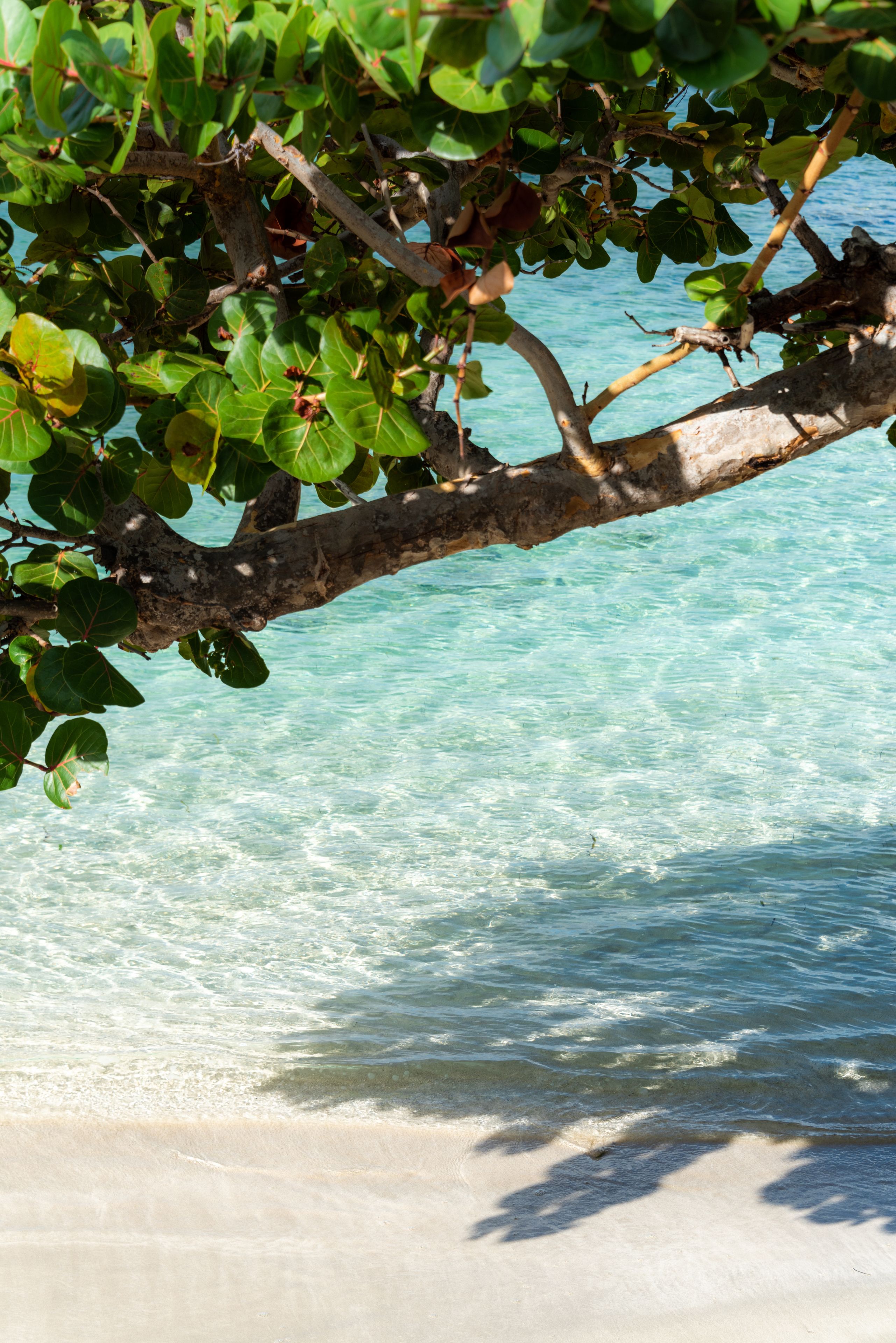 Escena de playa con agua turquesa cristalina, una orilla arenosa y una rama de árbol sobre el agua.