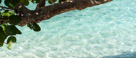 Escena de playa con agua turquesa cristalina, una orilla arenosa y una rama de árbol sobre el agua.