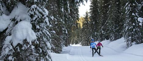 A snow-covered road flanked by evergreen trees.