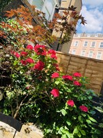 A garden with red flowers and green leaves, a wooden fence, and a brick wall.
