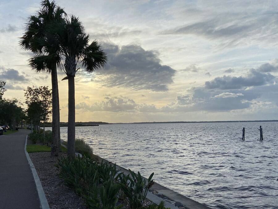 A waterfront promenade with palm trees and a path alongside a calm body of water.