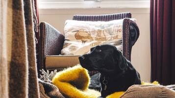 A black dog lying on a yellow blanket in a cozy room with a window, a chair, and a patterned pillow.