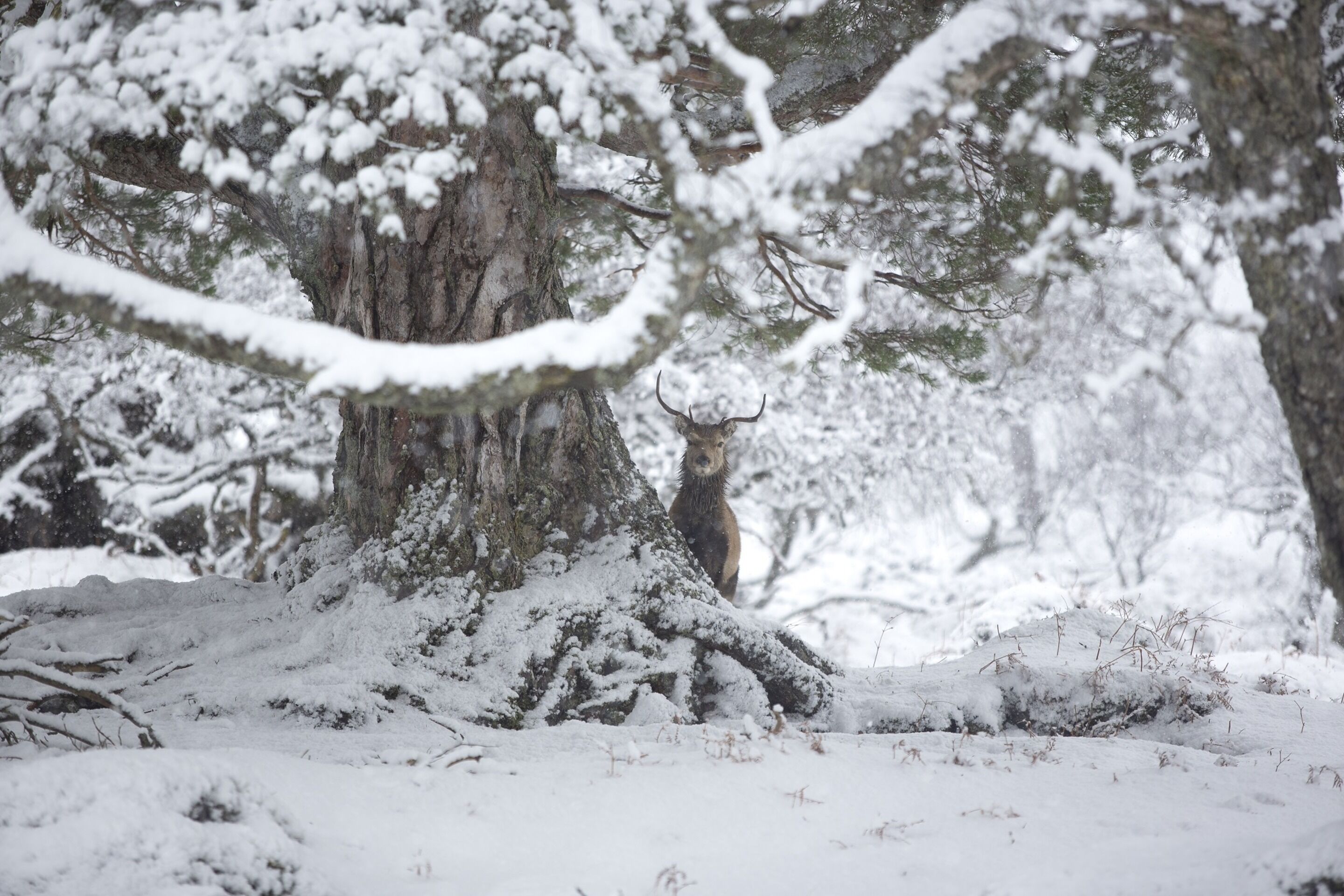 A snowy forest scene with a deer in the background.