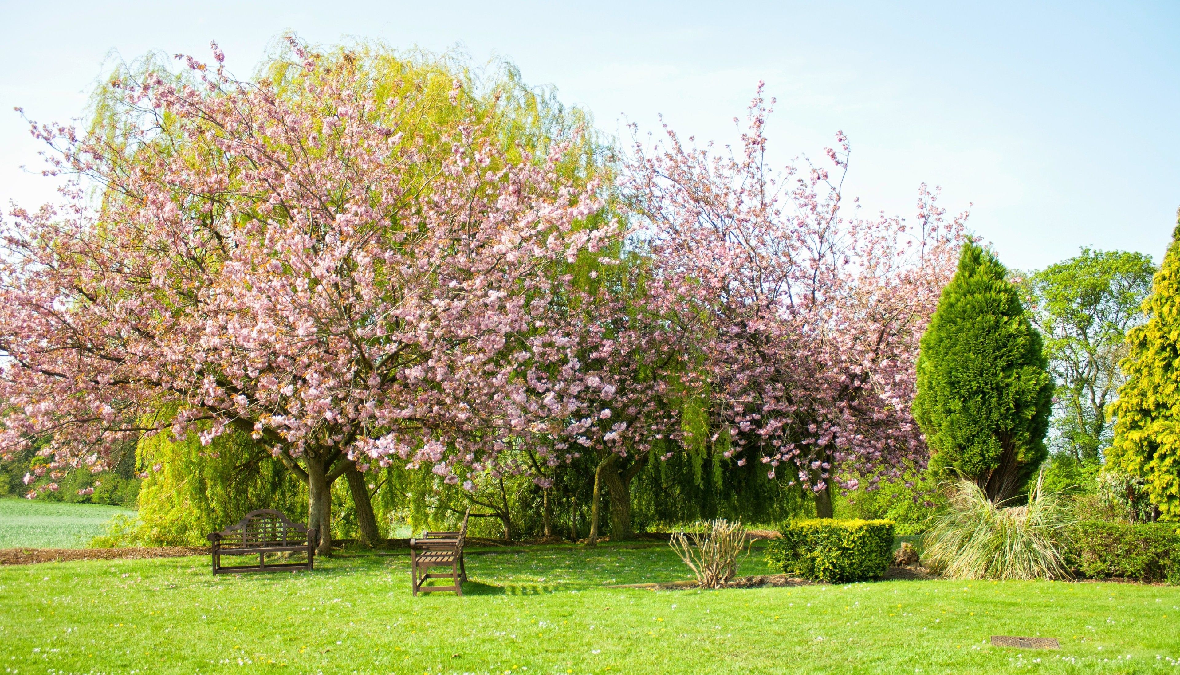 A park with cherry blossom trees, a grassy area, and a bench.