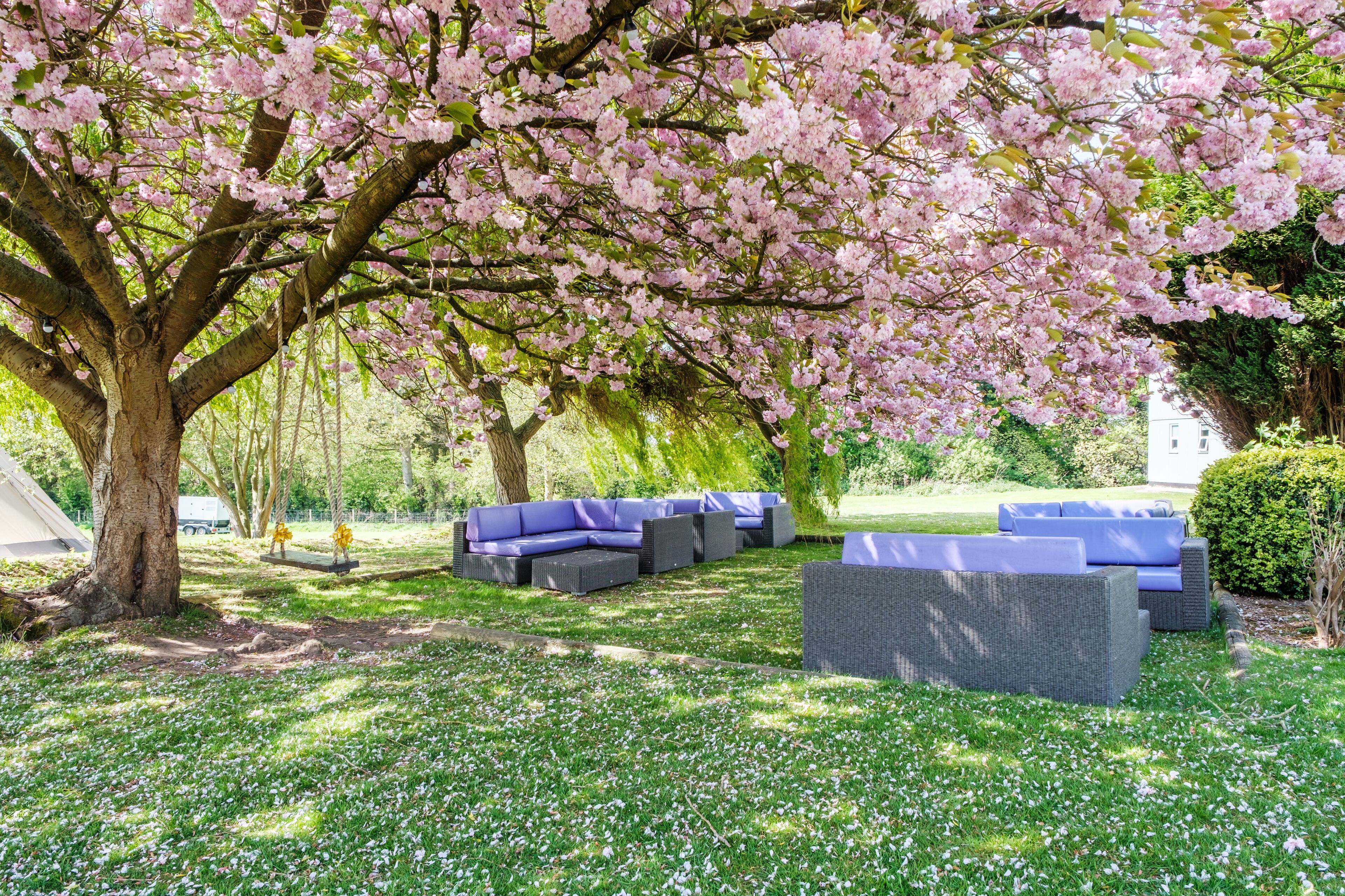 A garden with a large tree covered in pink blossoms, outdoor seating with blue cushions, and a grassy area.