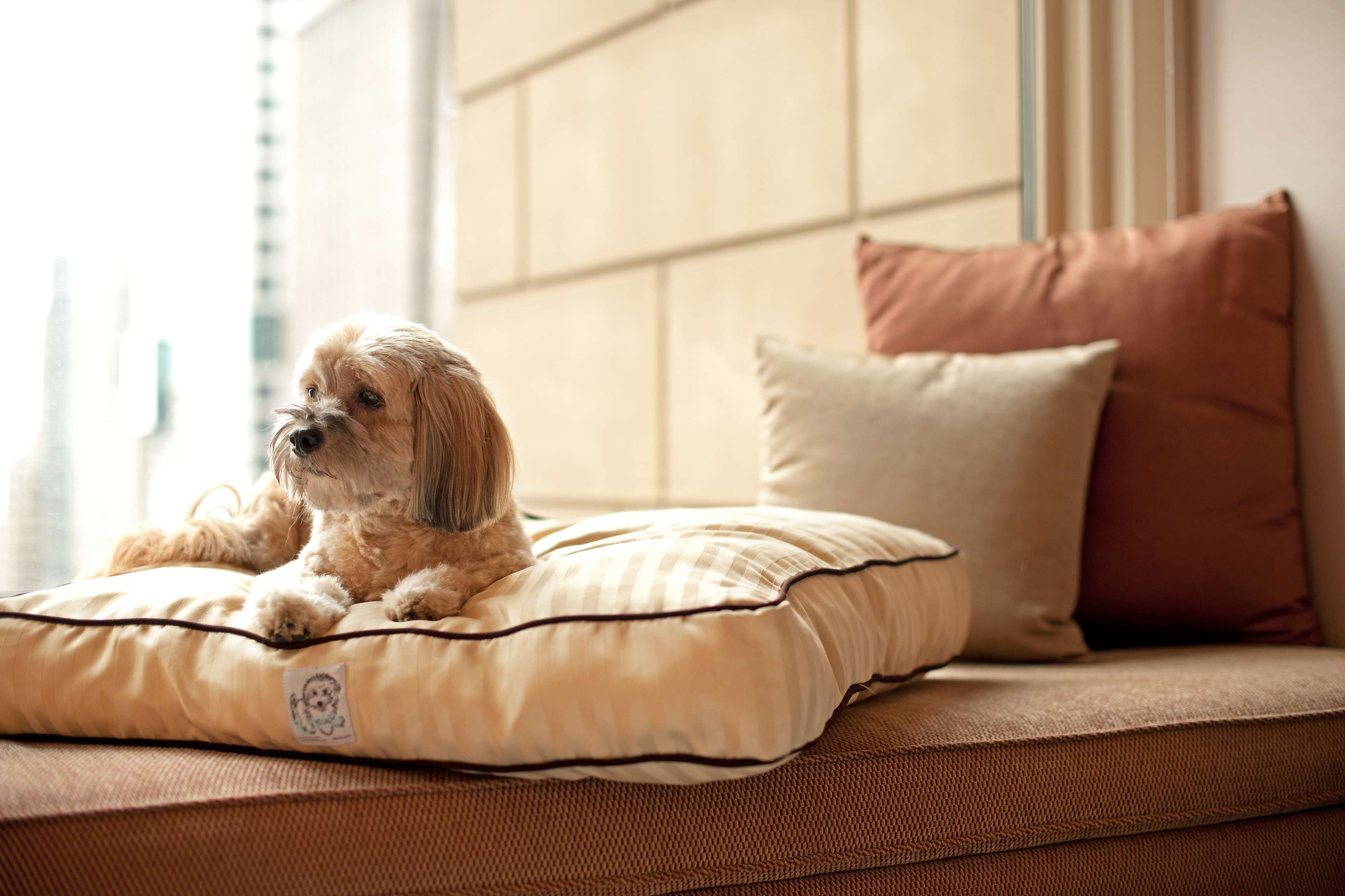 room, 1 king bed | egyptian cotton sheets, premium bedding, minibar, in-room safe