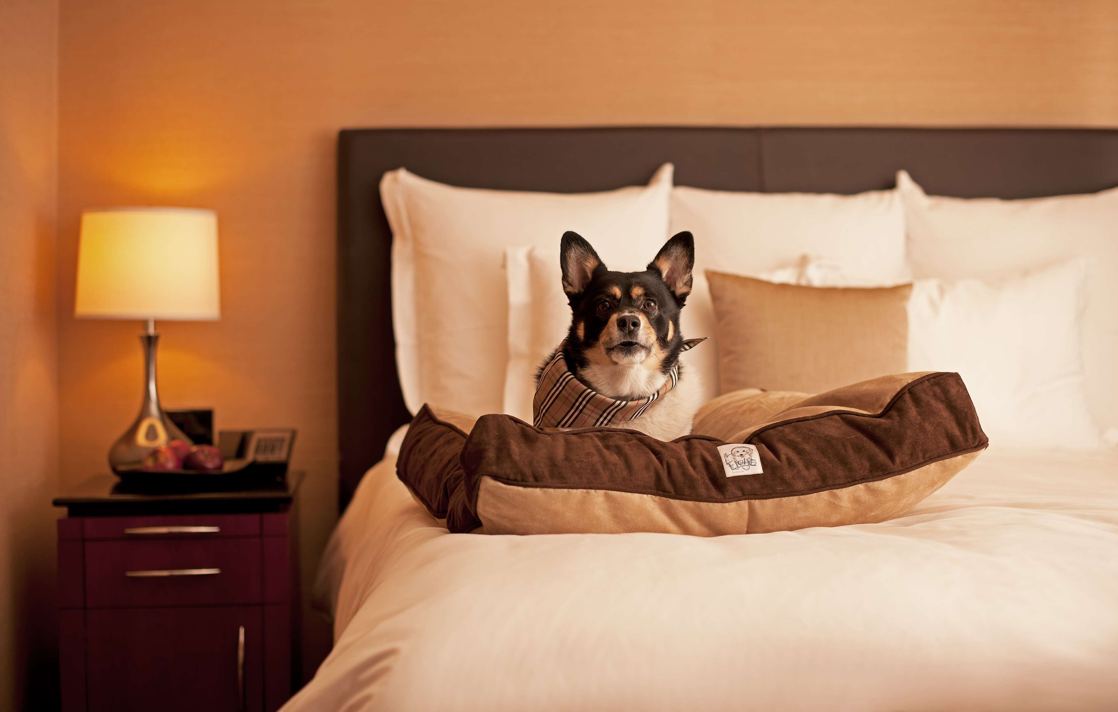 A dog lying on a bed with a pillow, a nightstand with a lamp, and a phone.