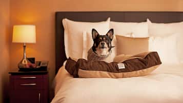 A dog lying on a bed with a pillow, a nightstand with a lamp, and a phone.