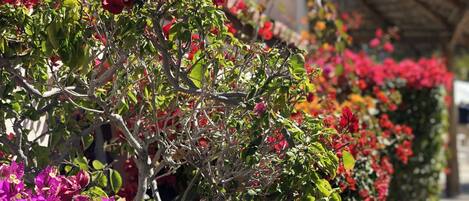 Puutarha, jossa on värikkäitä bougainvillea-kasveja ja punaisia kukkia, olkikatteinen katto ja päällystetty kävelyreitti.