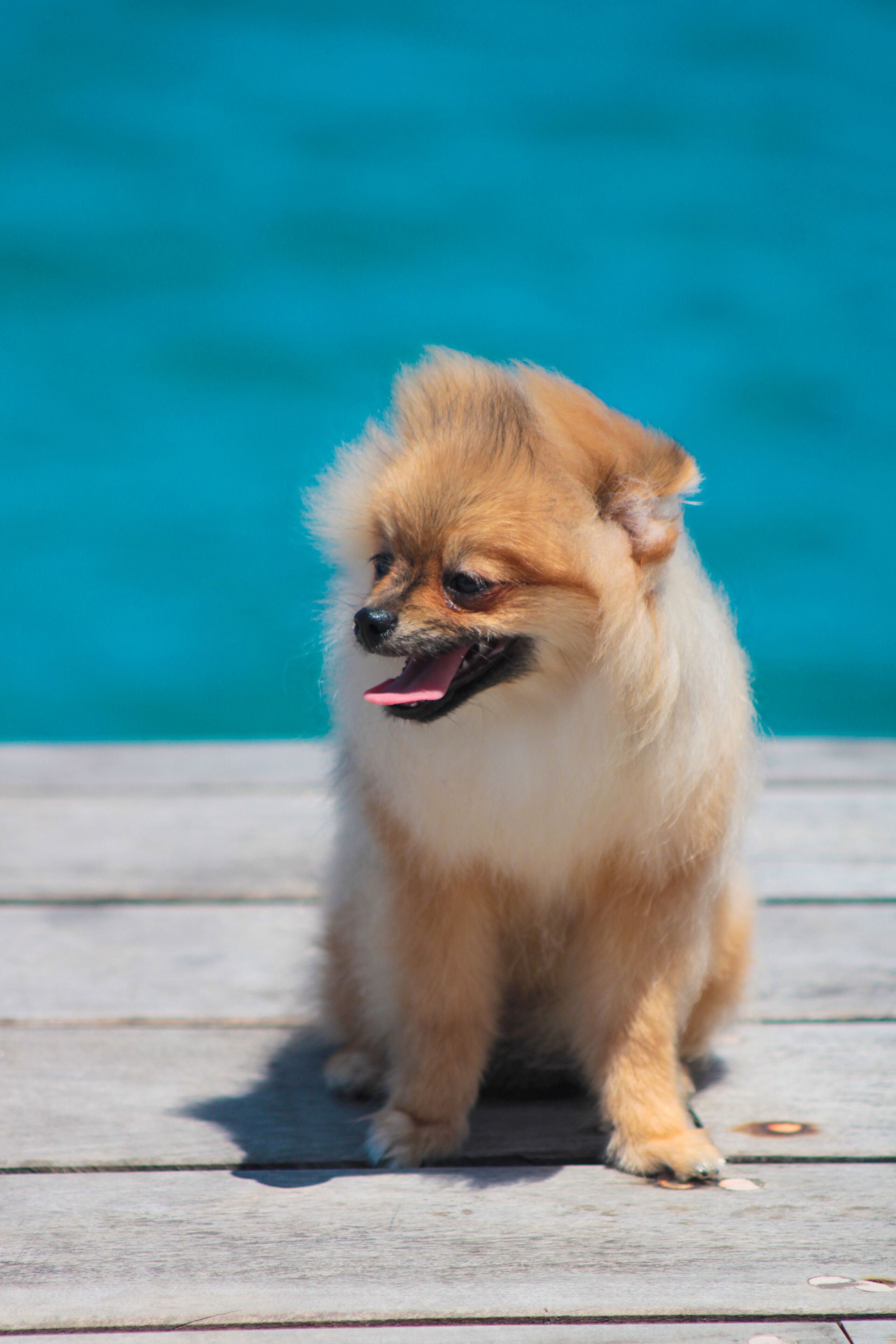 A small, fluffy dog sitting on a wooden deck with a blue background.