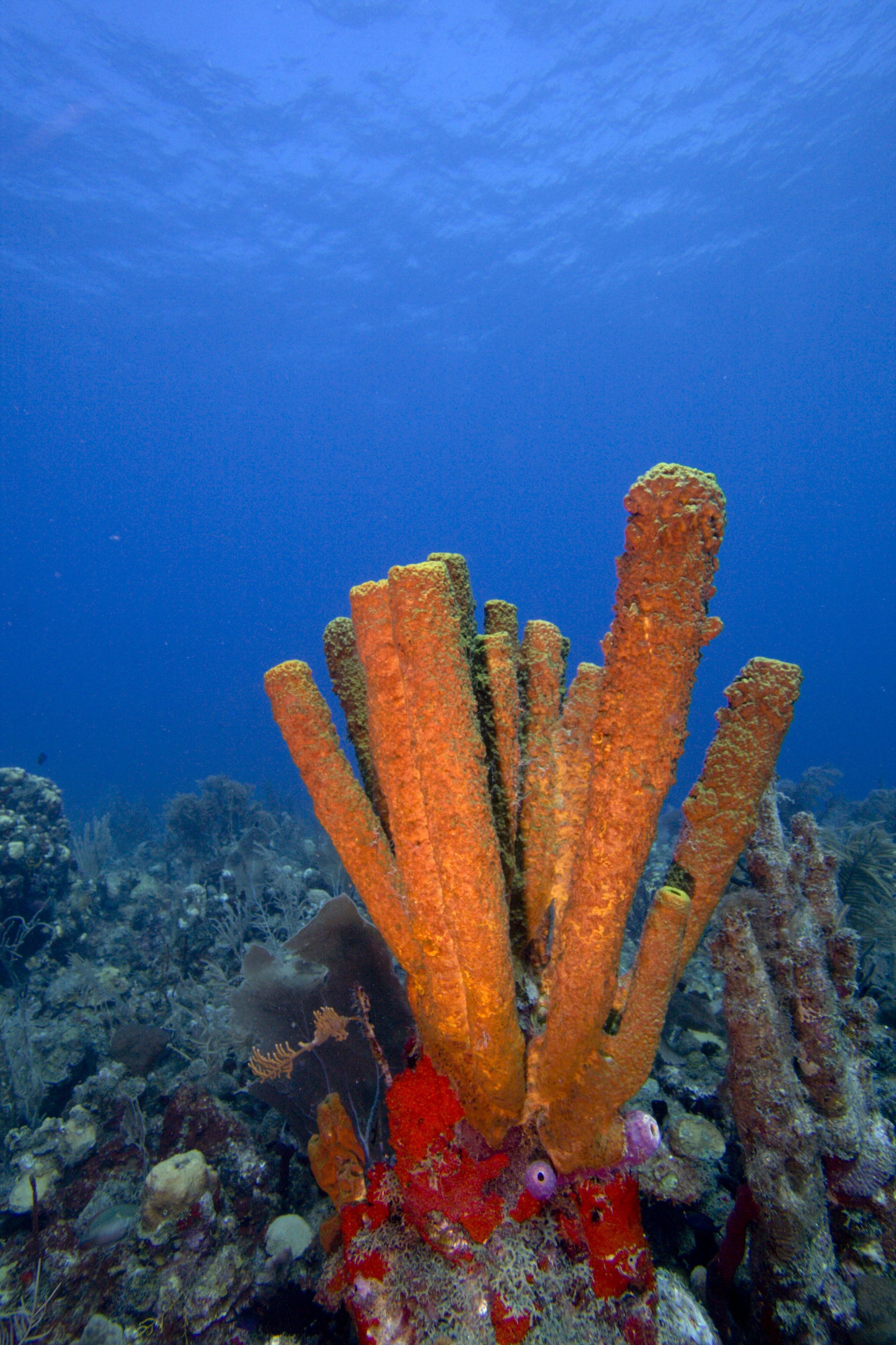 An underwater coral reef with a prominent orange coral structure.