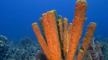 An underwater coral reef with a prominent orange coral structure.