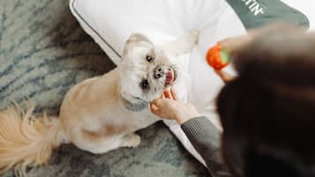 Un petit chien sur un tapis à motifs, et une personne lui donne une friandise.