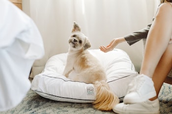 Pet-friendly at The Westin New York at Times Square