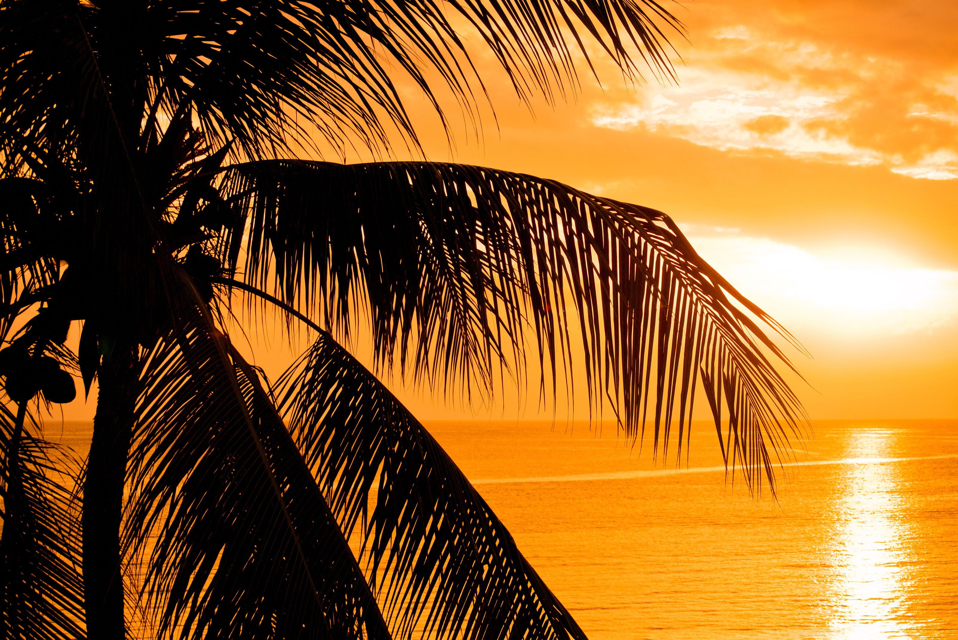 Atardecer sobre un mar tranquilo, con palmeras silueteadas contra el cielo.