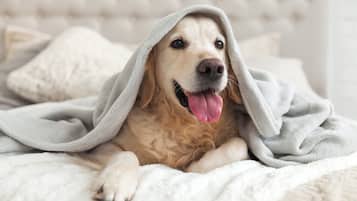 Ein Hund, in eine Decke gewickelt, liegt auf einem Bett mit einem geschnitzten Kopfende.