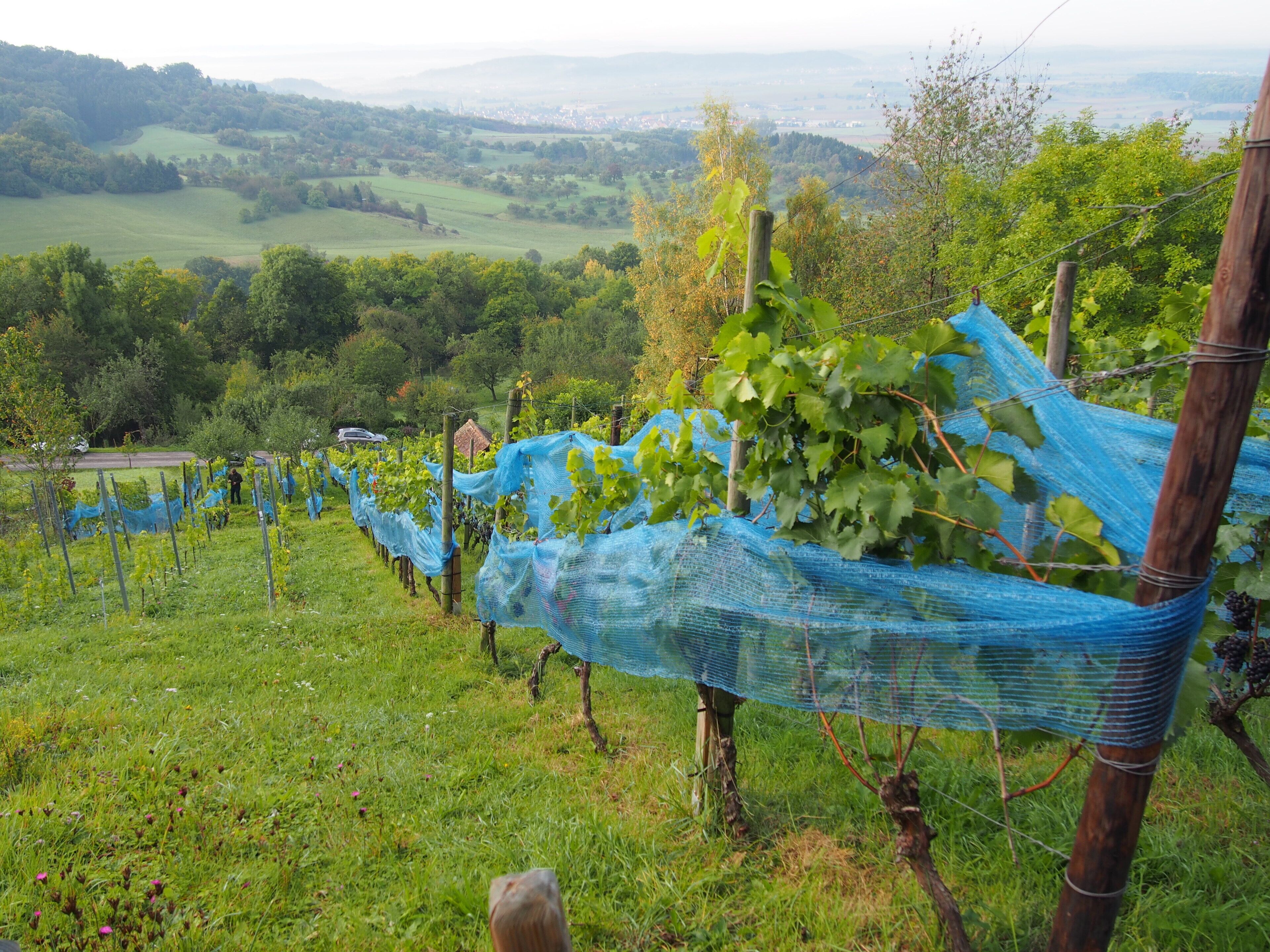 A vineyard with rows of grapevines covered by blue netting, set against a backdrop of rolling hills and a distant town.