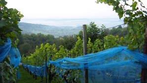 Viñedo con hileras de vides cubiertas por una malla azul.