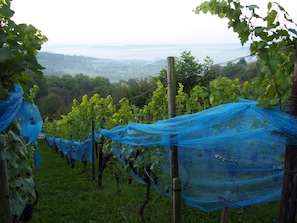 Vinyes