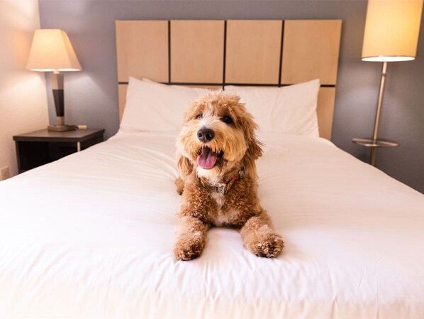 Un chien est assis sur un lit doté d’une tête de lit et de deux lampes de chevet.