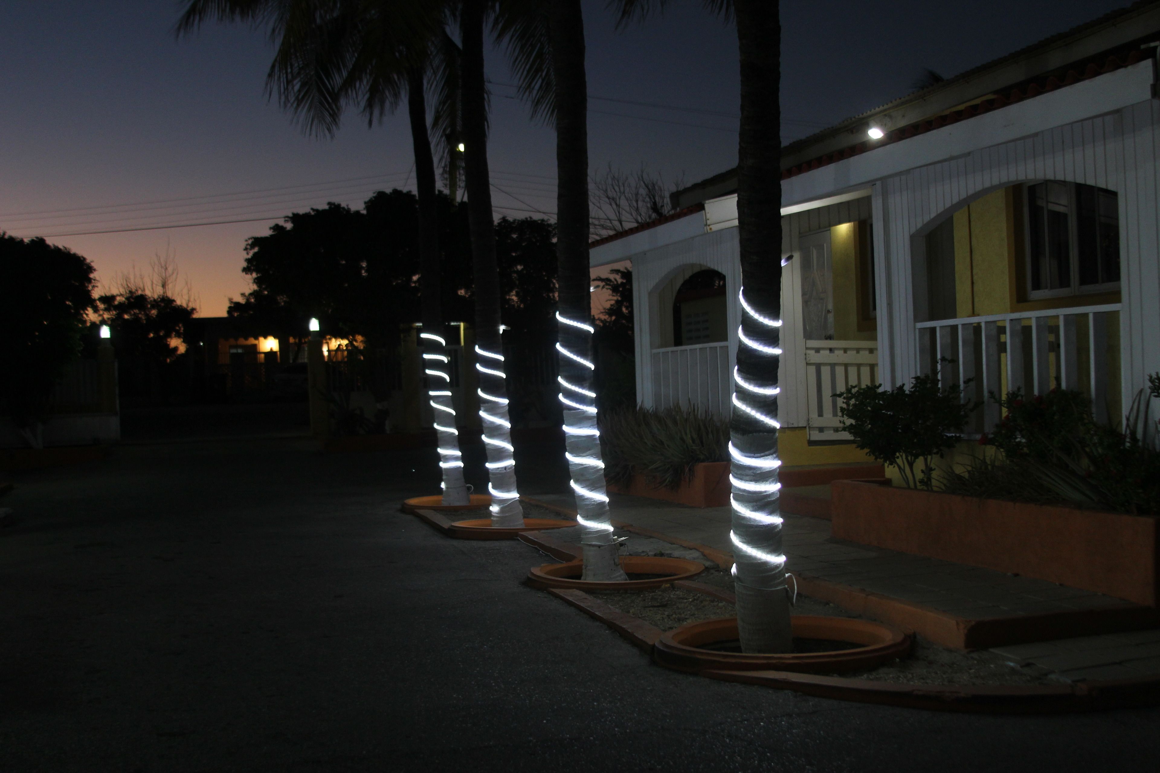 Une rue bordée de palmiers et illuminée par des lampadaires.