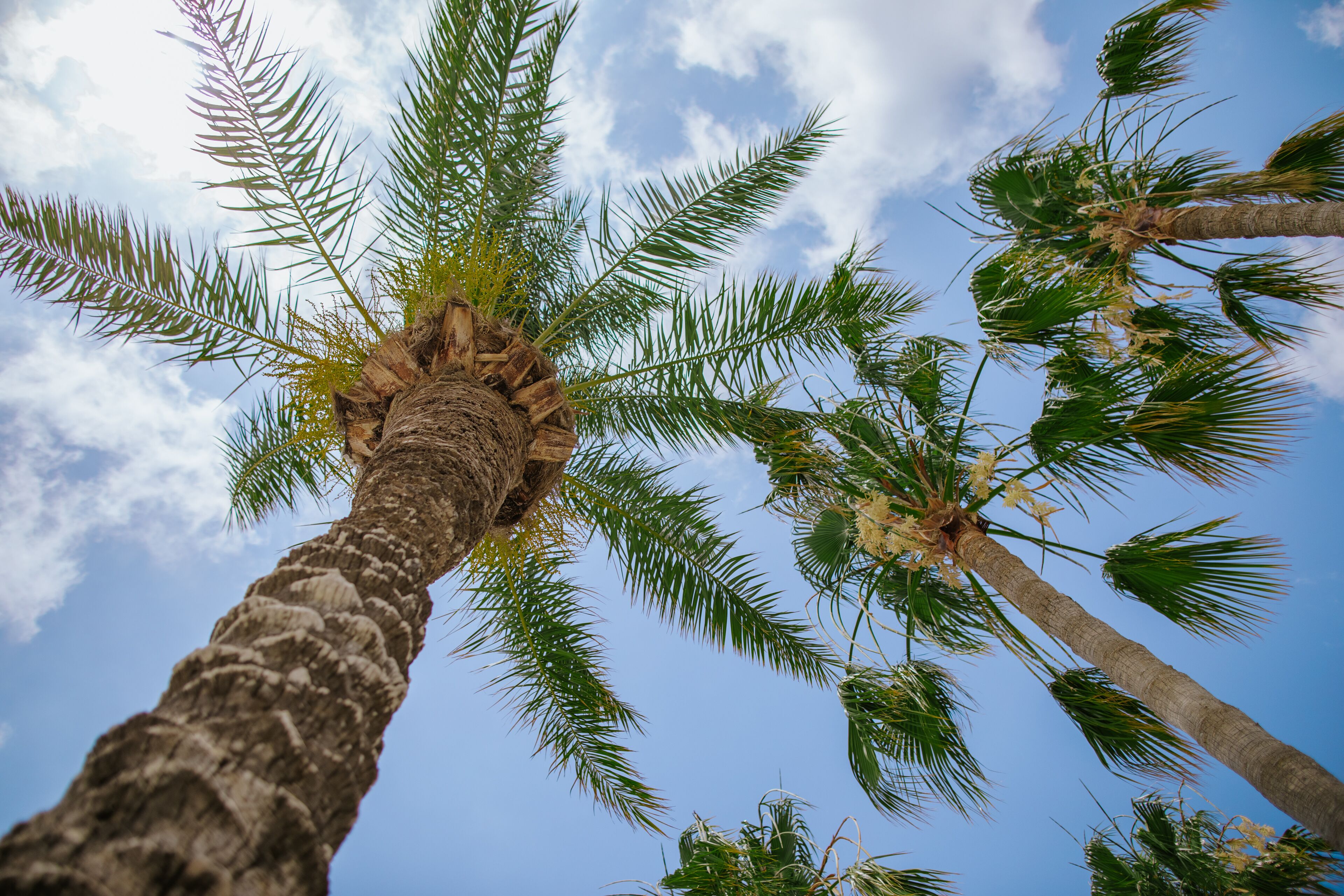 Photo - Villa Nissi Beach 28