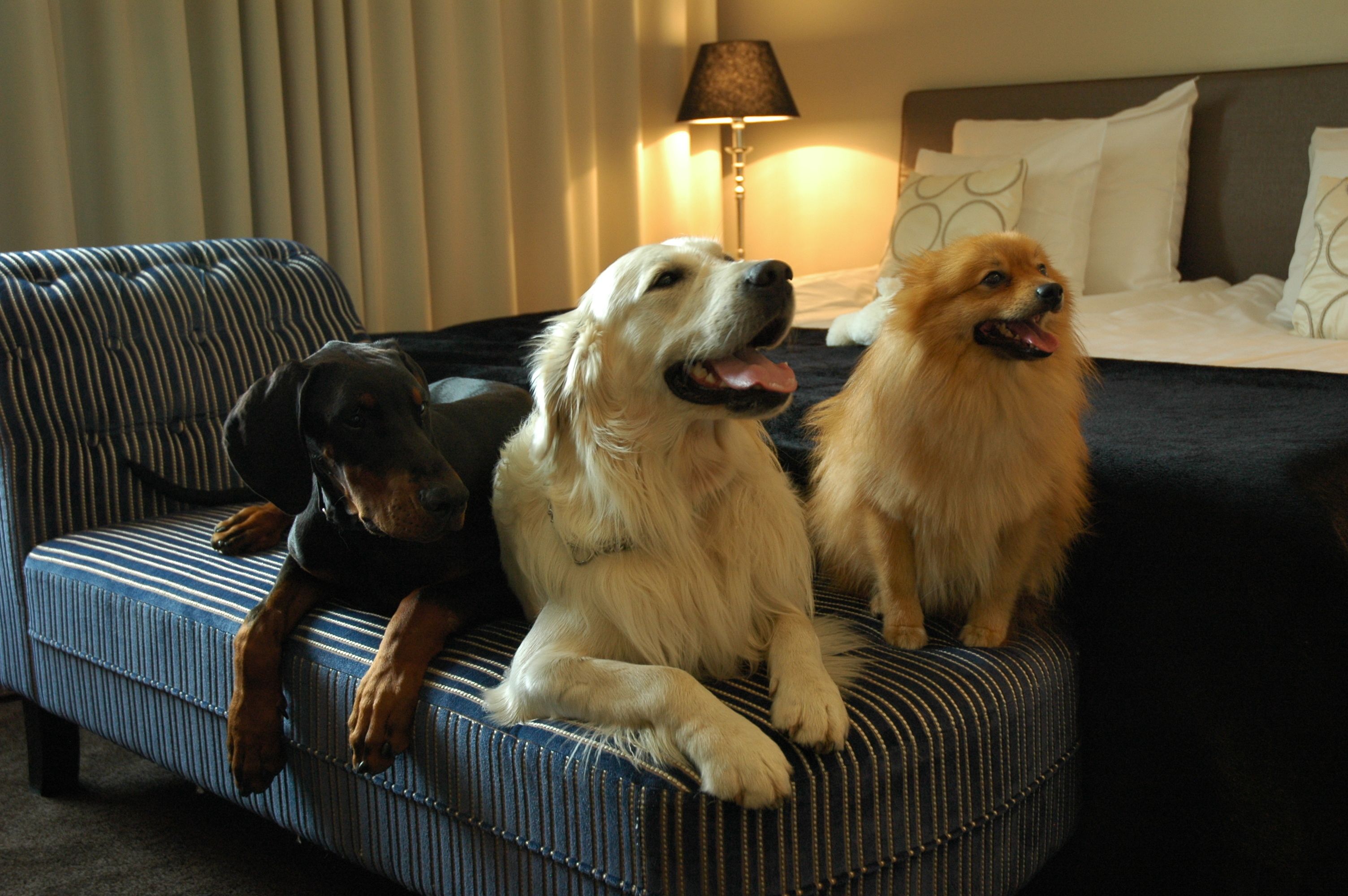 Tres perros sentados en un sofá a rayas en una habitación de hotel, con una cama y una lámpara al fondo.