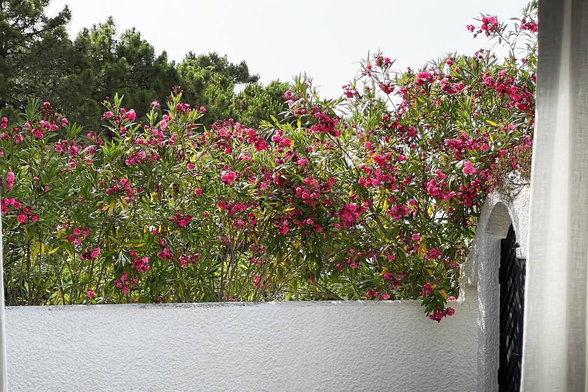 Un espace extérieur ensoleillé, aménagé avec des fauteuils en osier, une petite table et un mur blanc orné de fleurs roses.