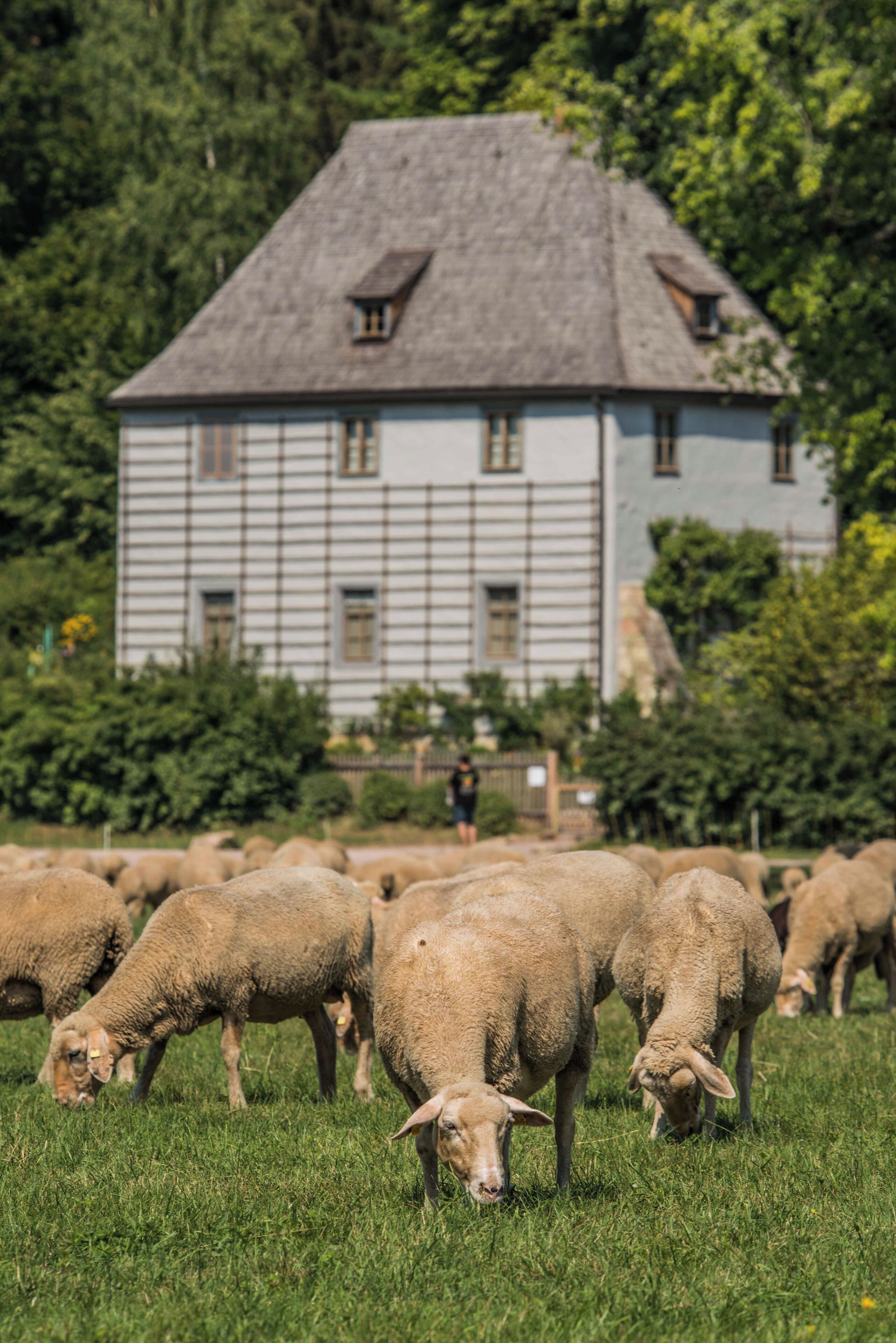 A large building with a steep roof and multiple windows, surrounded by a grassy field with sheep grazing.