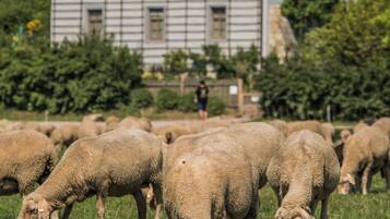 A large building with a steep roof and multiple windows, surrounded by a grassy field with sheep grazing.