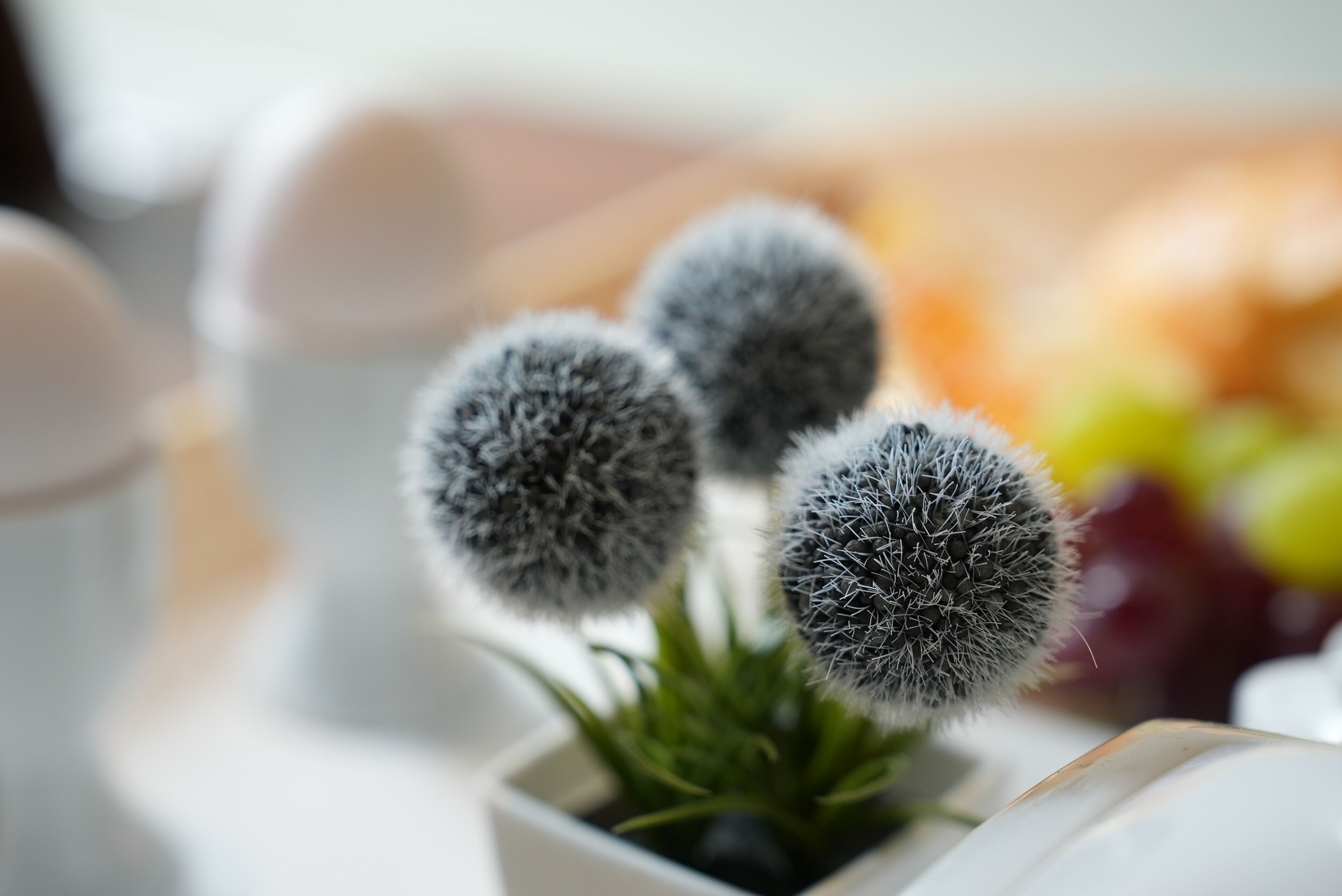 A close-up of a potted plant with spherical, spiky leaves, possibly a type of ornamental cactus, in a white pot.