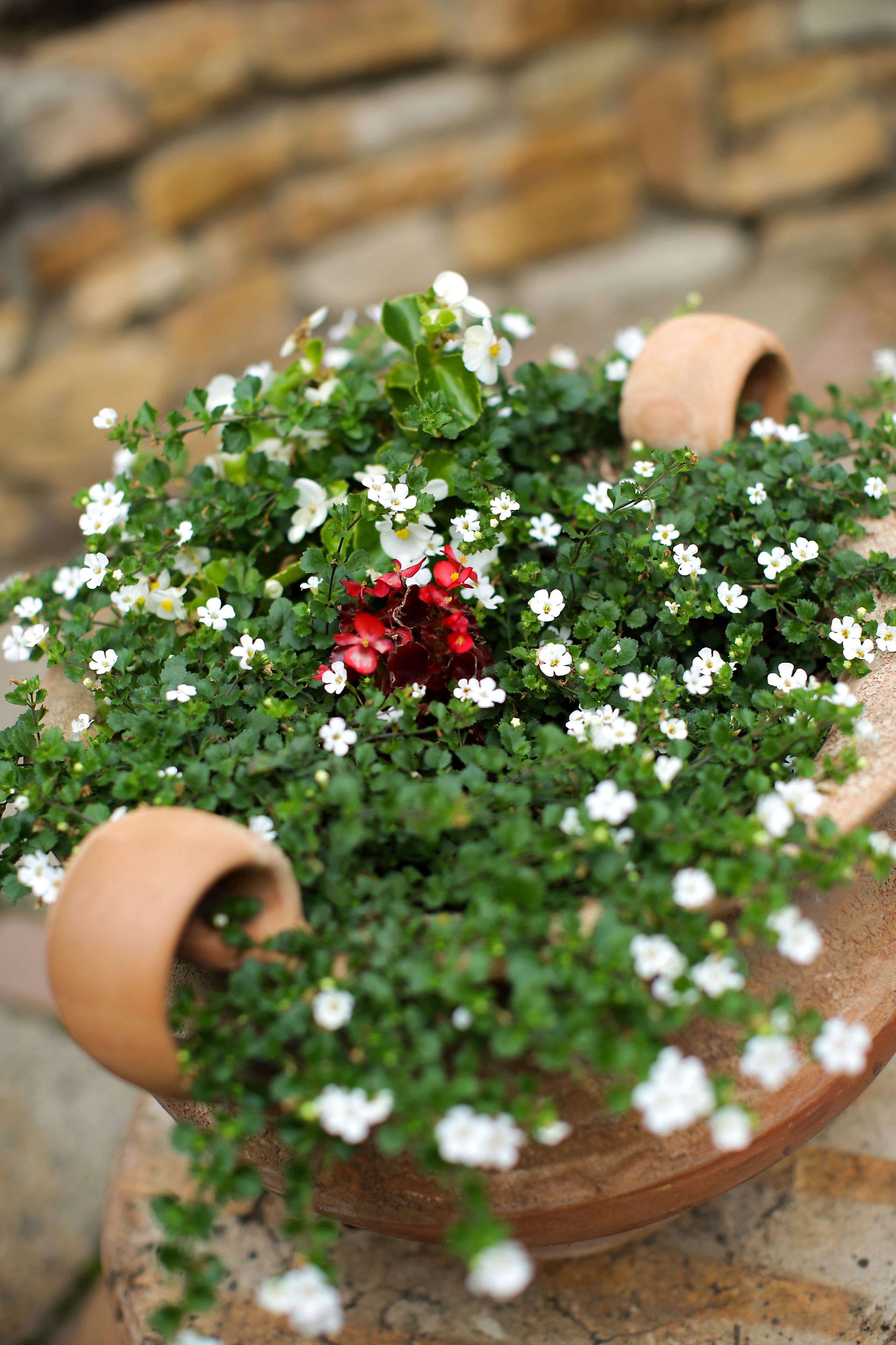 A terracotta pot filled with green foliage and white flowers, placed on a stone surface.