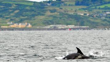 Escena costera con un edificio en una colina y una ballena en el agua.