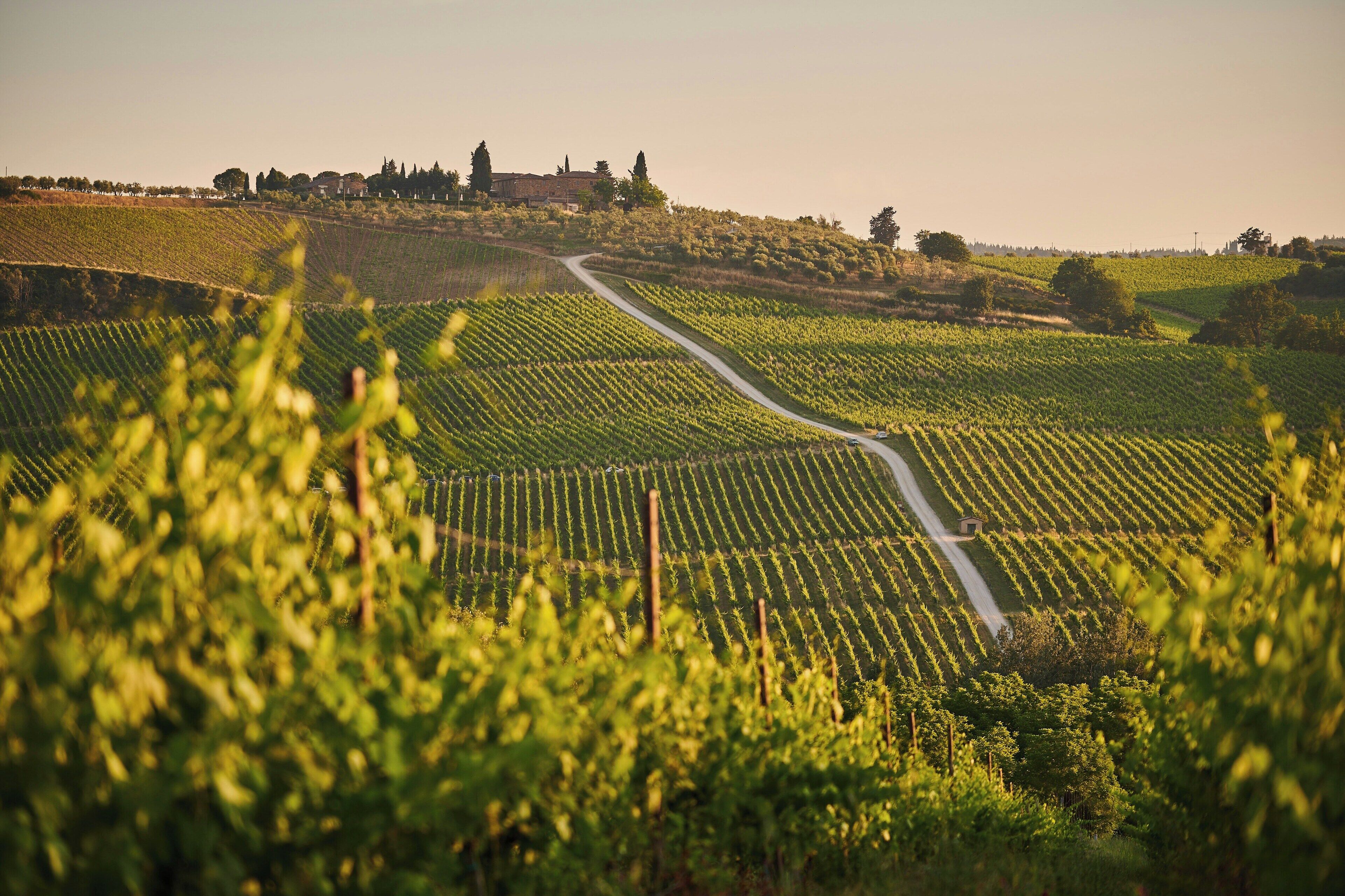 A vineyard with rows of grapevines and a winding path.