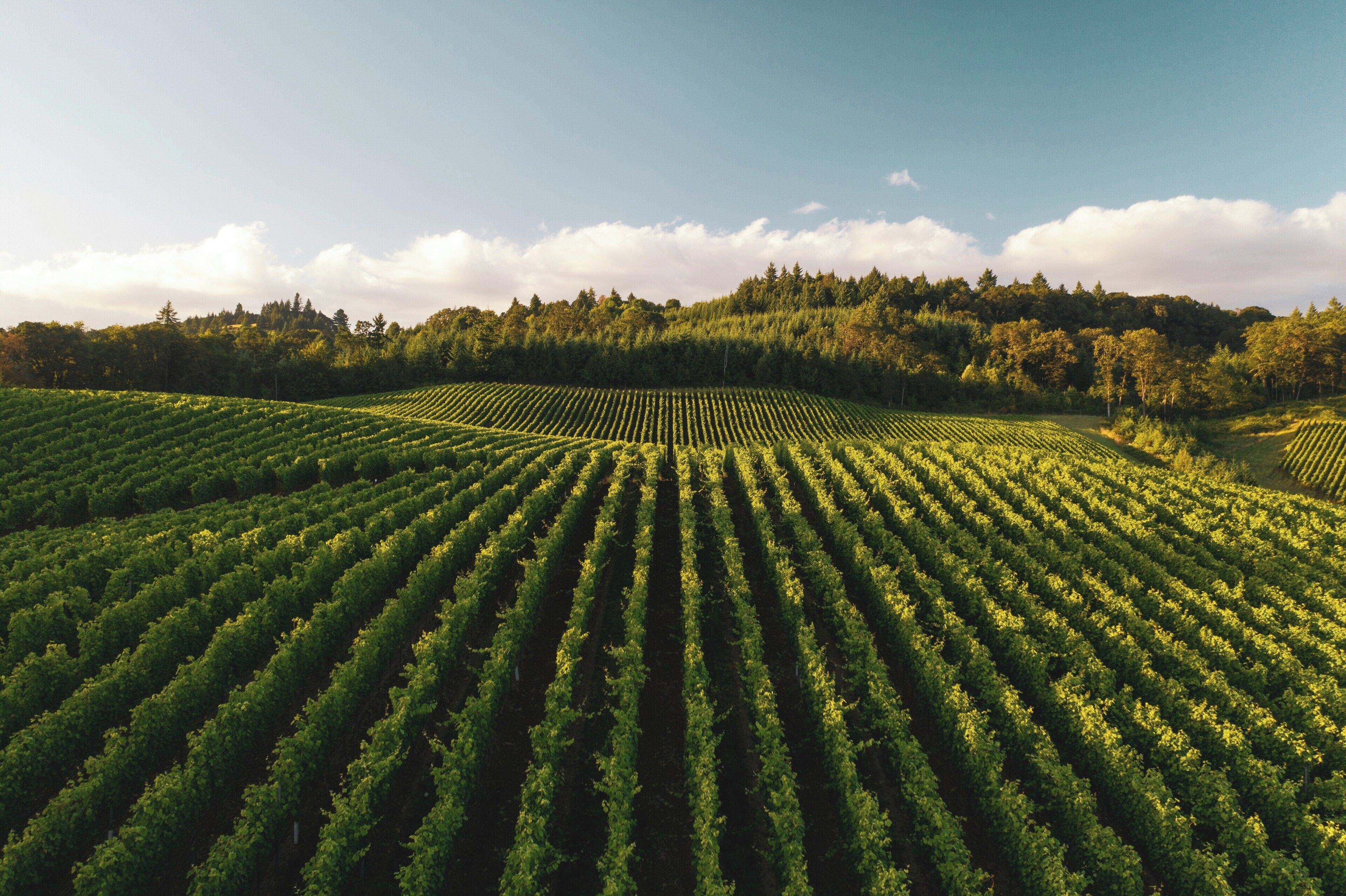 Un vignoble où s’étendent des rangées de vignes sous un ciel dégagé.